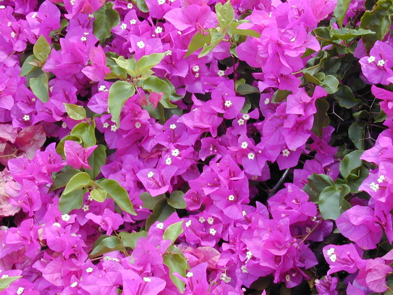 A wall of magenta greater bougainvillea Bougainvillea spectabilis bracts.