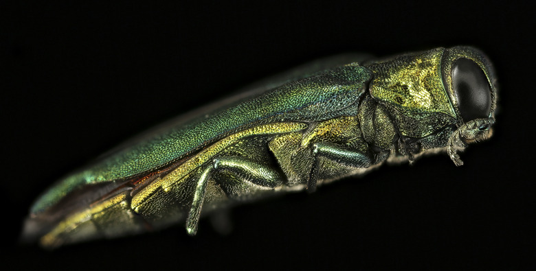 An emerald ash borer Agrilus planipennis set against a black backdrop.