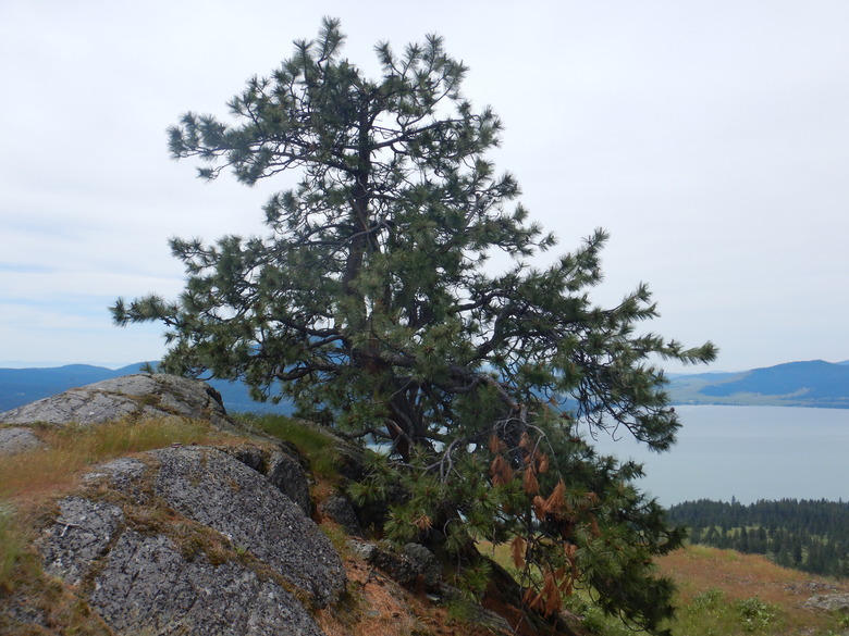 A stately Ponderosa pine Pinus ponderosa growing on Wild Horse Island in Montana.