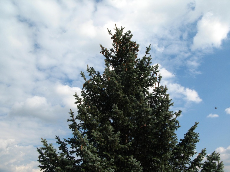 An upshot of a massive Colorado spruce Picea pungens set against a cloudy blue sky backdrop.