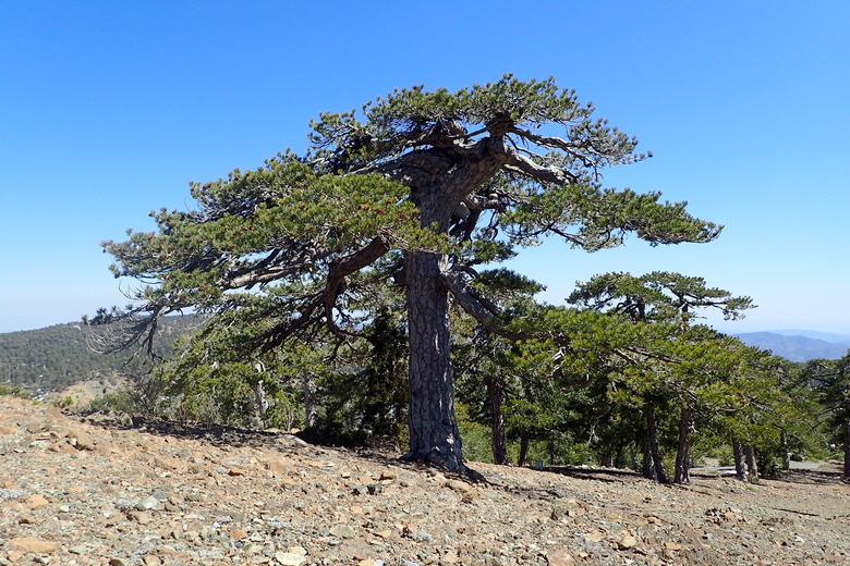 Some impressive Austrian pines Pinus nigra growing together on a mountain.