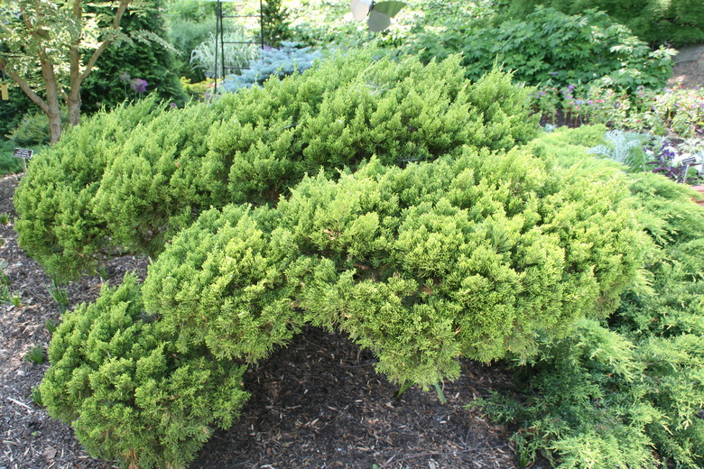 Some Chinese juniper Juniperus chinensis plants growing in Brookside Gardens in Maryland.