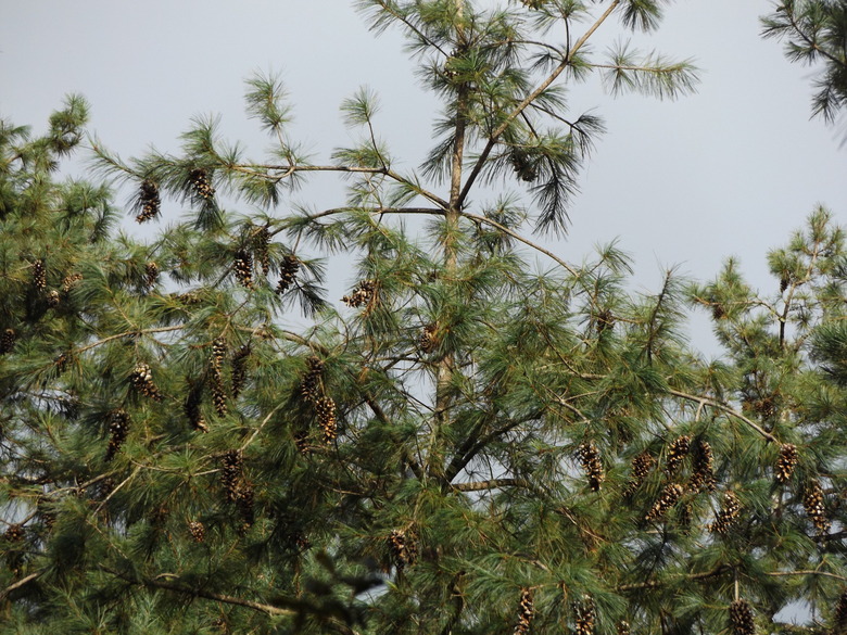 An upshot of a southwestern white pine Pinus strobiformis set against a gray sky backdrop.