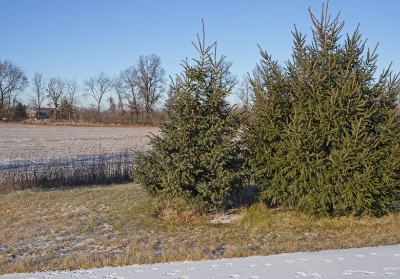 A few Black Hills spruce Picea glauca 'Densata' trees growing in Michigan.
