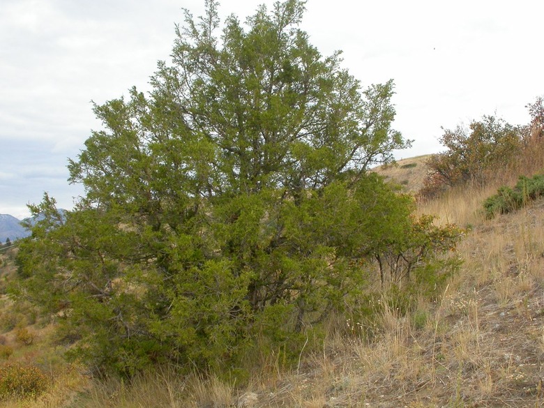A large Rocky Mountain juniper Juniperus scopulorum growing in Burke Park