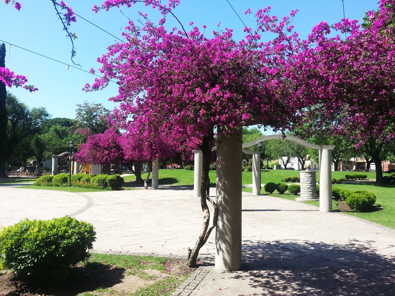 A greater bougainvillea Bougainvillea spectabilis grows along a columned structure in a park.