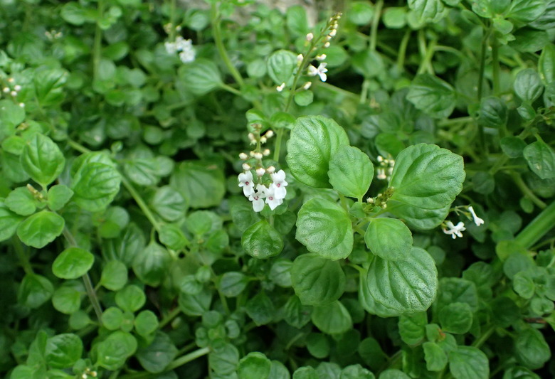 A downward shot of some creeping spur flower Plectranthus strigosus ivy plants.