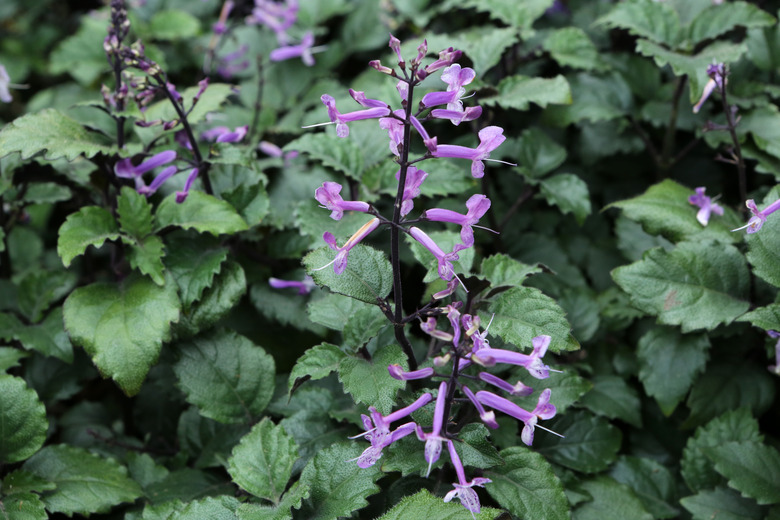 Some lovely flowers poking out of some Mona Lavender Swedish ivy Plectranthus 'Mona Lavender' plants.