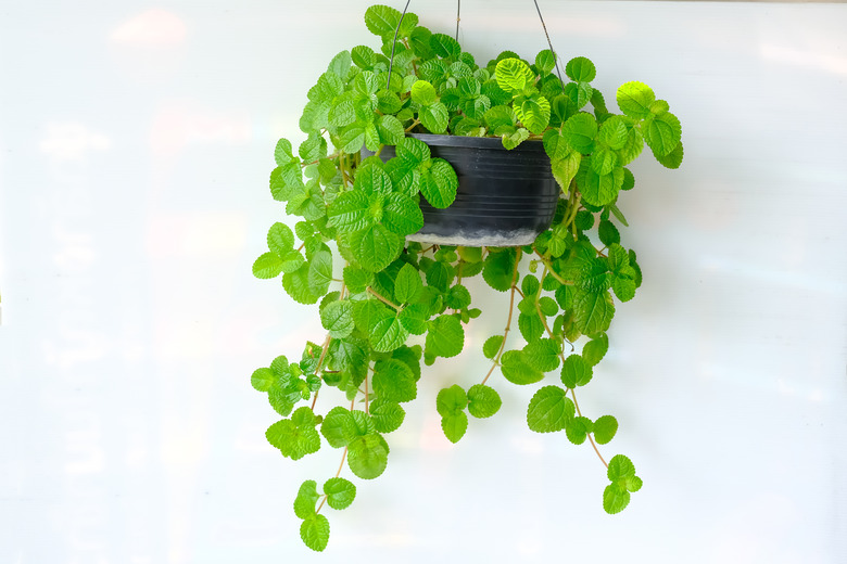 A creeping charlie Plectranthus parviflorus plant growing in a hanging container set against a white wall.