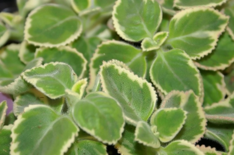 A close-up of some Marginatus variegated Swedish ivy Plectranthus forsteri 'Marginatus' plants.