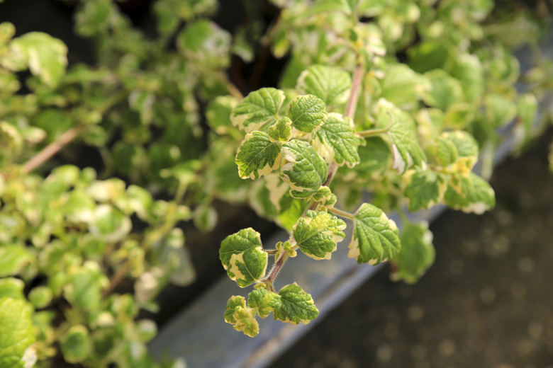 White-edged Swedish ivy Plectranthus coleoides plants in the garden.