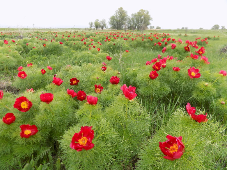 A field of fernleaf peonies Paeonia tenuifolia growing in Bulgaria.
