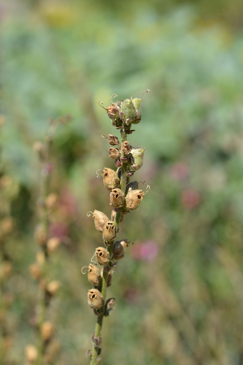 A close-up of a snapdragon Antirrhinum majus seedpod.