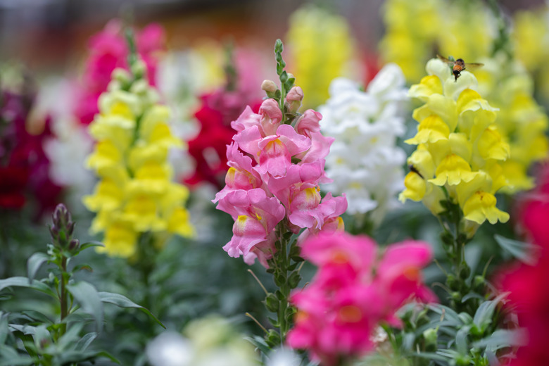 Beautiful snapdragons Antirrhinum majus in pink