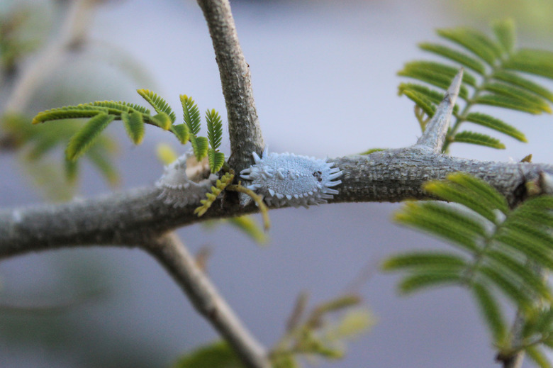 Mealybugs crawling on a ghaf tree Prosopis cineraria.