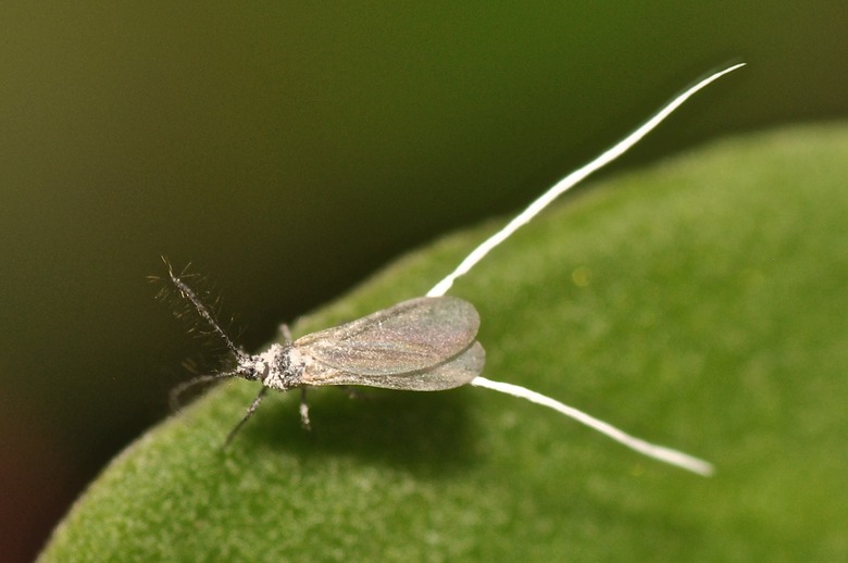 A male scale insect crawling on a leaf.