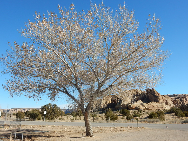 A majestic eastern cottonwood Populus deltoides growing at the Acoma Pueblo village in New Mexico.