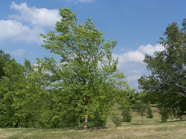A river birch Betula nigra swaying in the wind at the Minnesota Landscape Arboretum.