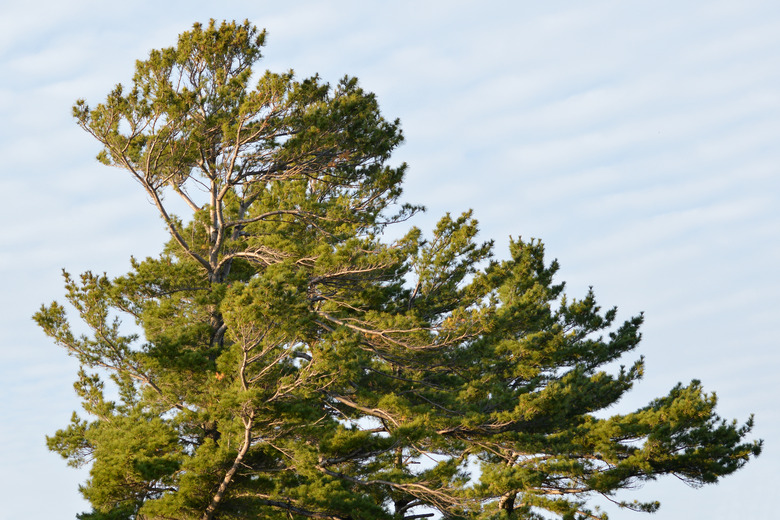 A large eastern white pine Pinus strobus blowing in the wind set against a backdrop of a cloudy sky.