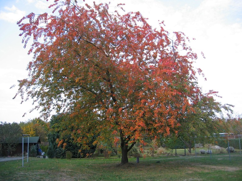 A massive black cherry tree Prunus serotina with green