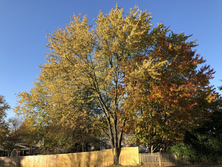 A huge silver maple Acer saccarinum with yellow and red leaves growing in Fairfax County