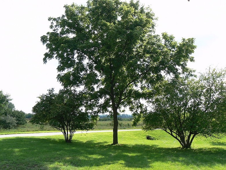 A black walnut tree Juglans nigra growing in a grass field.