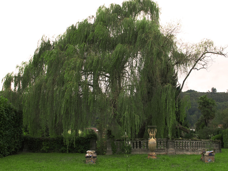 A majestic weeping willow Salix babylonica framed delightfully alongside a garden railing.
