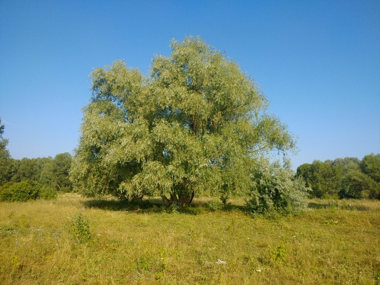 A quite large white willow Salix alba standing tall amongst a field of grass and other trees.