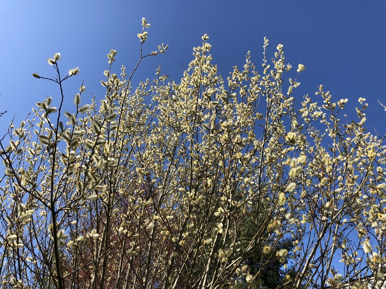 An upshot of a pussy willow Salix discolor set against the backdrop of a dark blue sky.