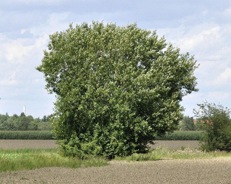 A tall goat willow Salix caprea standing by itself in a field.