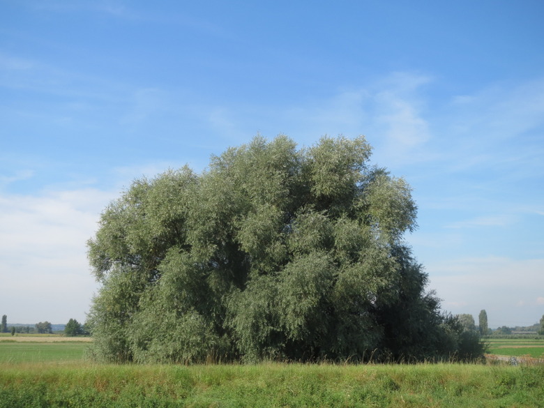 A large black willow tree Salix nigra in the middle of a field.