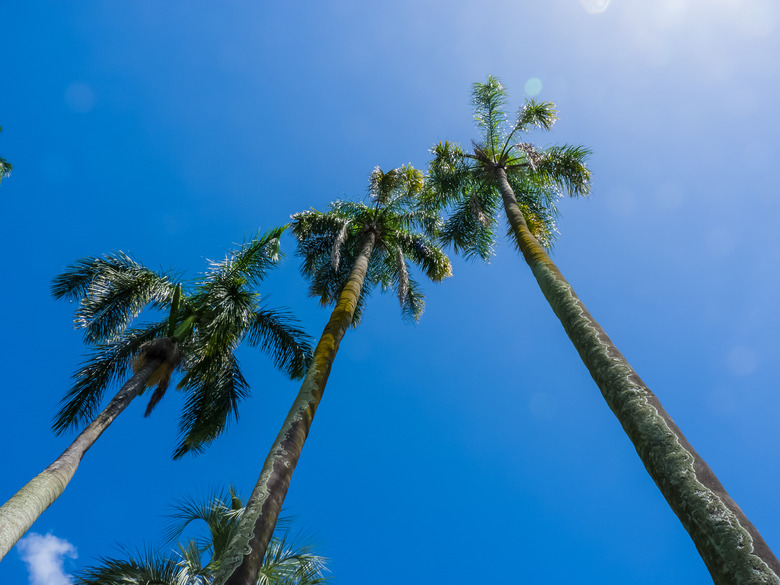 An upshot of three queen palm tree Syagrus romanzoffiana against a clear blue sky.