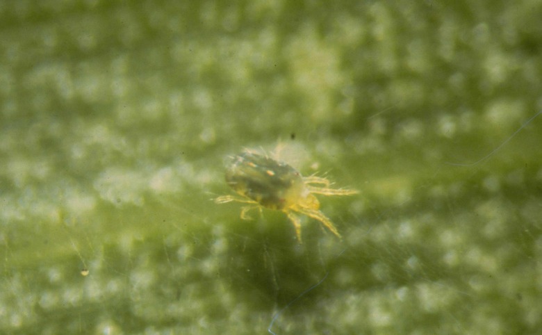 A Banks grass mite Oligonychus pratensis caught in a spider web.