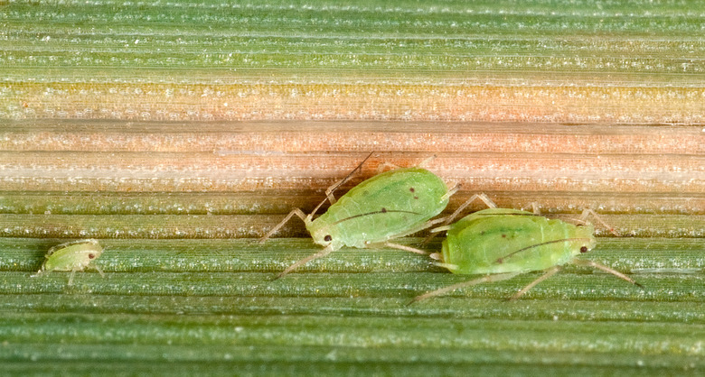 Three greenbugs Schizaphis graminum chilling on a leaf.