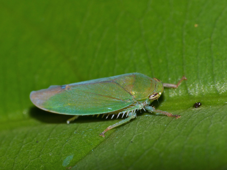 A green leafhopper Cicadellidae on a green leaf.