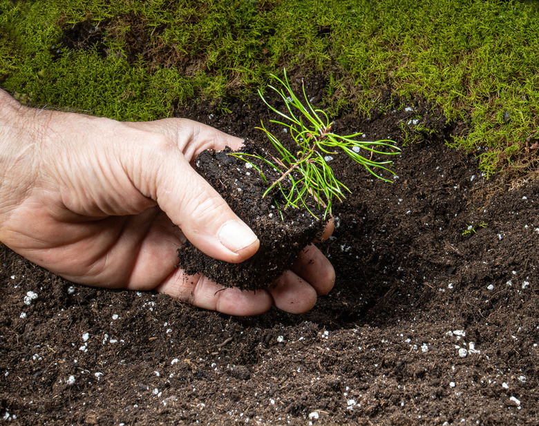 Planting a tiny pine seedling in fertile land.