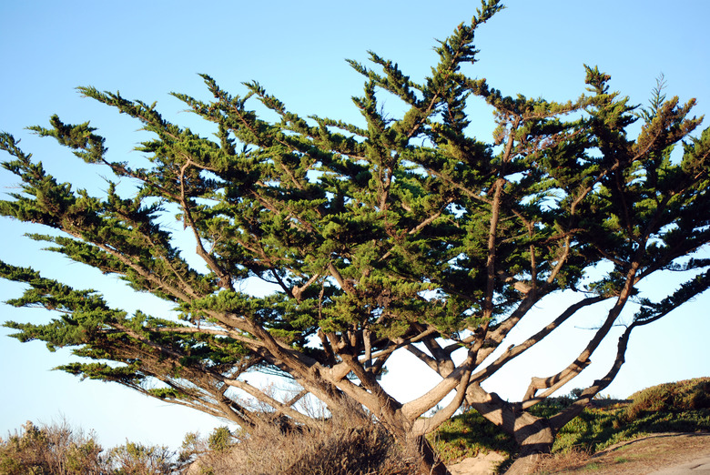 A beautiful Monterey cypress Hesperocyparis macrocarpa.