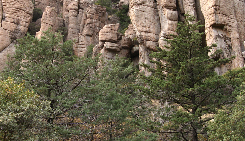 Arizona cypress Hesperocyparis arizonica trees growing at Chiricahua National Monument in Arizona.