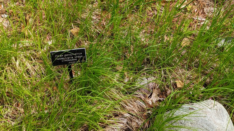 A top-down shot of some Pennsylvania sedge Carex pensylvanica.