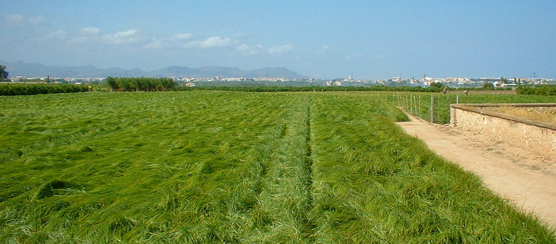 Fields of yellow nutsedge Cyperus esculentus stretching out into the distance.