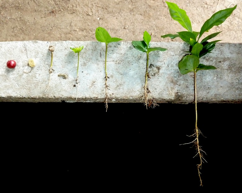 A shot of a coffee plant during various stages of development