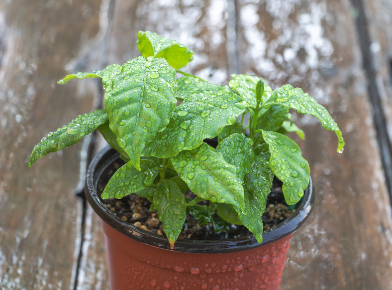 A close-up shot of a young coffee plant seedling in a pot after rain.