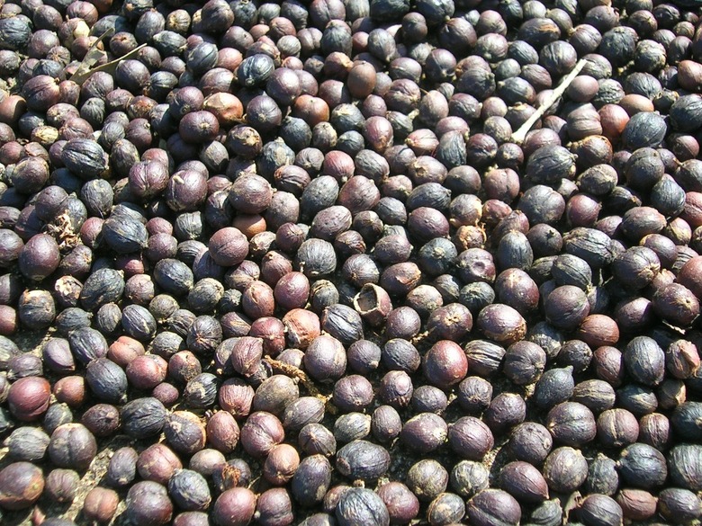 A whole bunch of dried coffee beans.