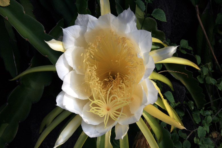 A lovely dragon fruit cactus Selenicereus undatus flower with white petals and a yellow center.