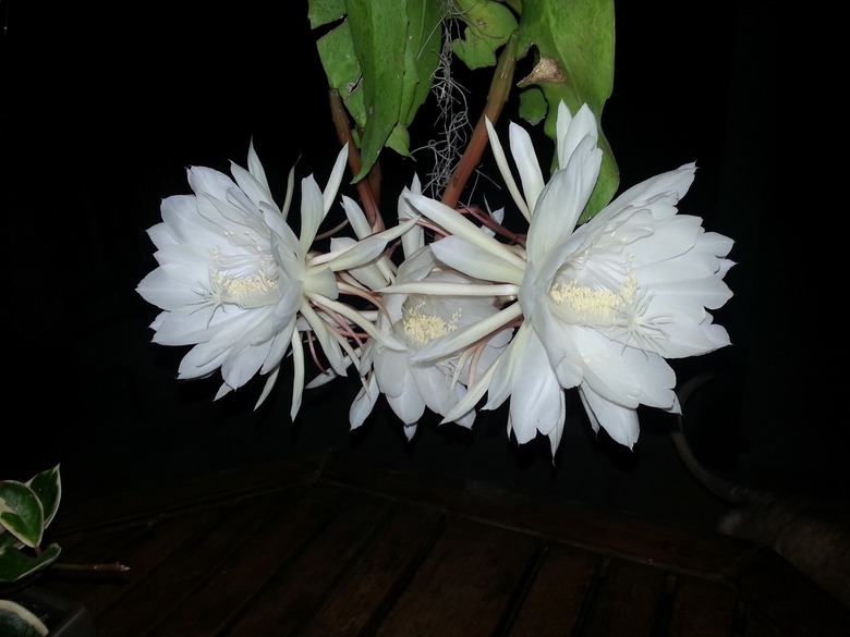 Three white Dutchman's pipe cactus Epiphyllum oxypetalum flowers in bloom.