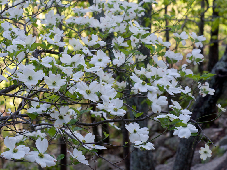 A close-up of some white flowers from a flowering dogwood tree Cornus florida.