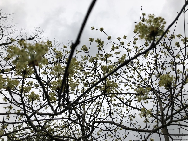 An upshot of a lovely sassafras Sassafras albidum growing in Fairfax County