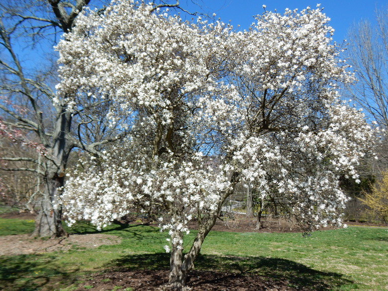 A star magnolia Magnolia stellata growing at the Morris Arboretum in Philadelphia