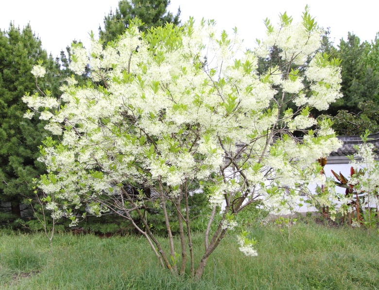 A shot of a beautiful fringe tree Chionanthus virginicus.
