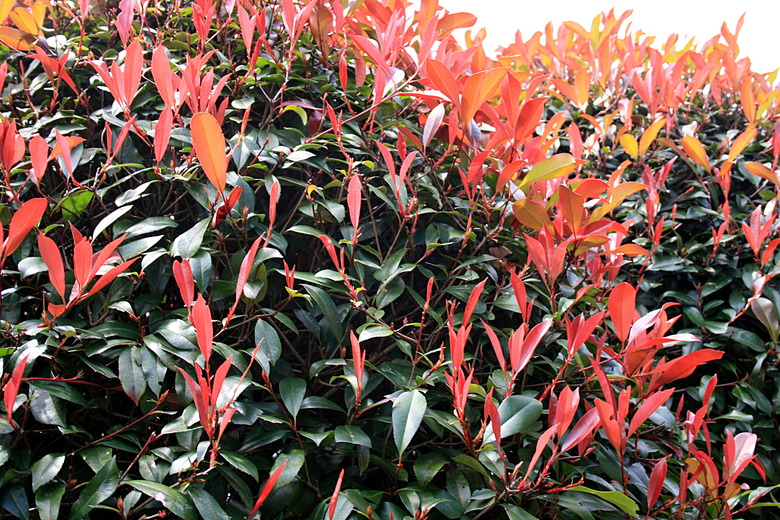 A sideview of a 'Red Robin' red tip photinia Photinia x fraseri 'Red Robin' shrub.